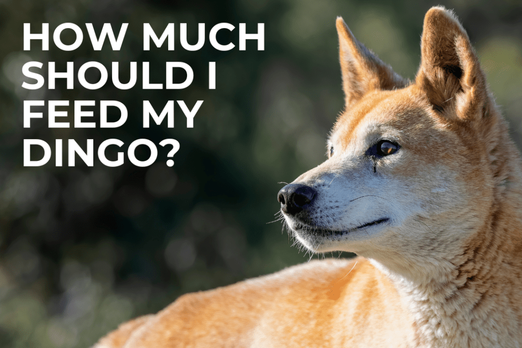 A wild Australian dingo looks into the distance. Text on image: How much should I feed my dingo?