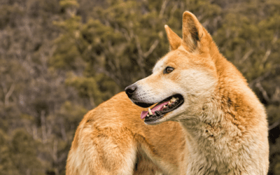 Dingo diet: Sourcing and preparing your dingo’s dinner (Part 3)