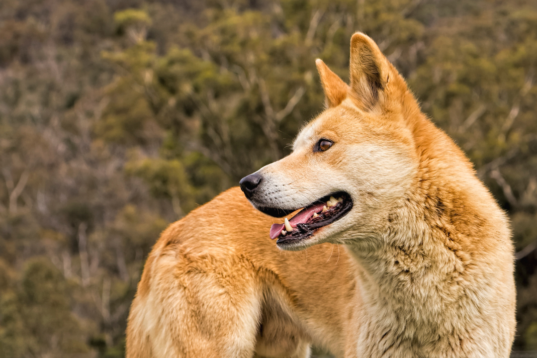 A wild Australian dingo stands look behind itself.