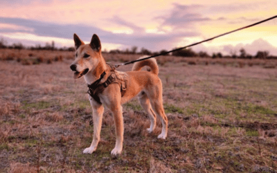 Are domesticated dingoes affectionate? Do they even exist?