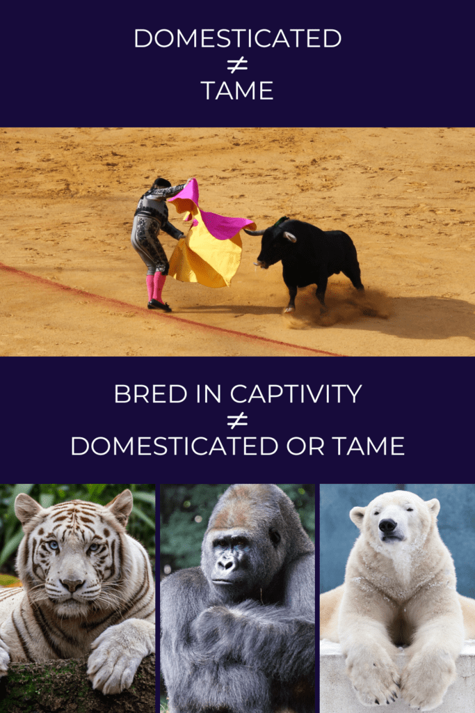 Image 1: A fighting bull and bull fighter in an arena. Text above: Domesticated not equal to tame. Image 2: A white tiger, male gorilla and polar bear. Text above: Bred in captivity not equal to domesticated or tame