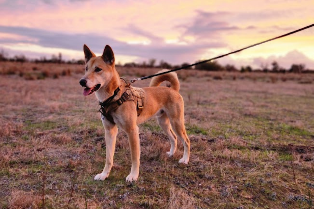 Australian dingo looking into the distance standing in a field wearing a harness and leash.