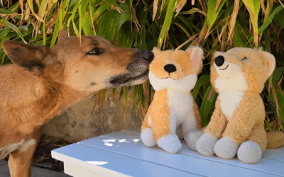 The best places to buy dingo merch in Australia