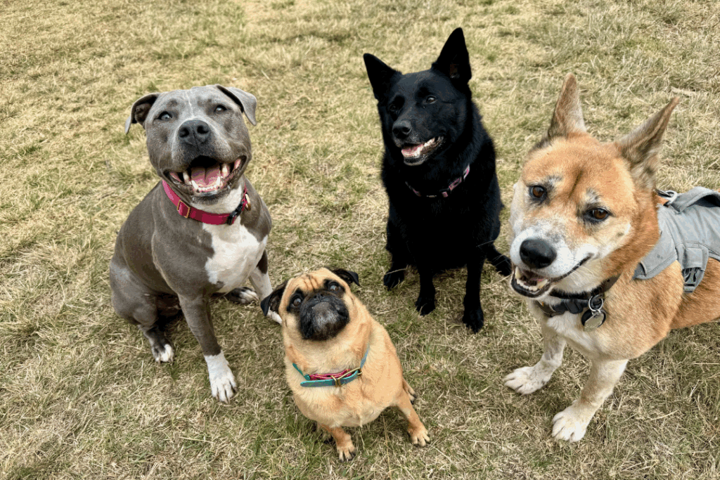 Noah the rescue dingo with canine friends at the dog park.