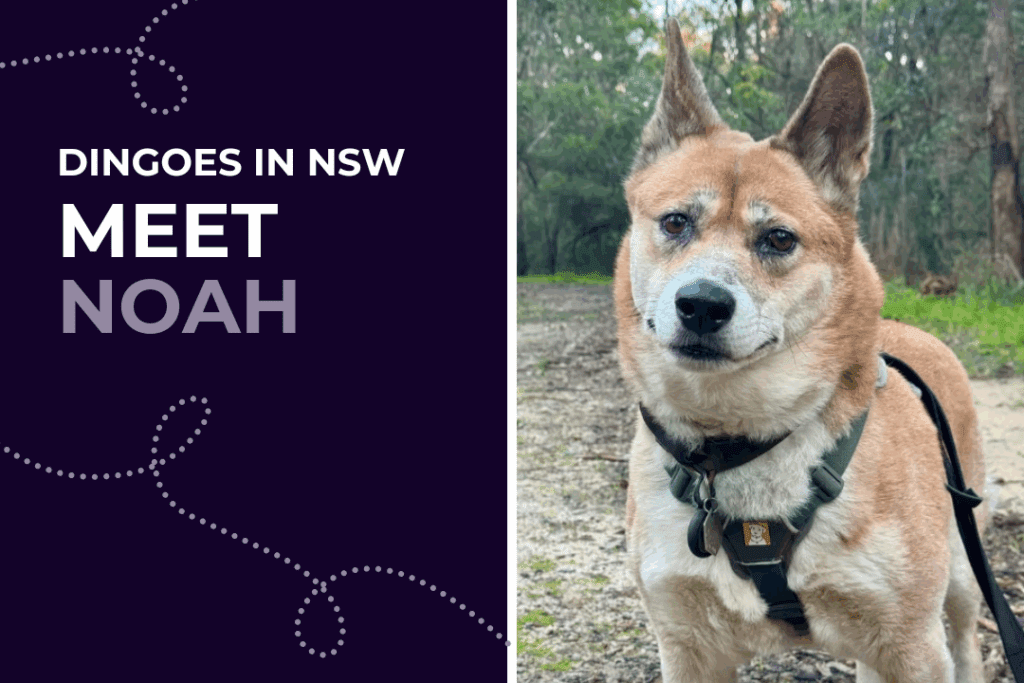 Noah, an alpine dingo with thick fur, stands in the bush wearing a harness.