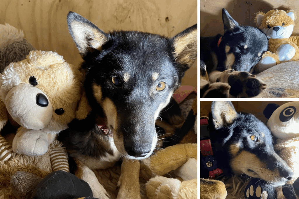 Phoenix the rescue dingo with her plush toys in her enclosure.