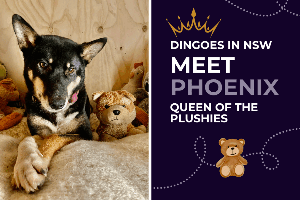 Dingoes in NSW: Pho, a black dingo lying on a blanket with soft toys. Text on image: Dingoes in NSW. Meet Phoenix, Queen of the Plushies