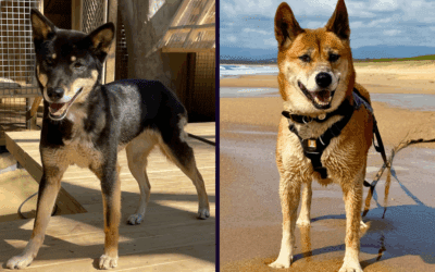 Dingoes in NSW: Finding Pho and Noah