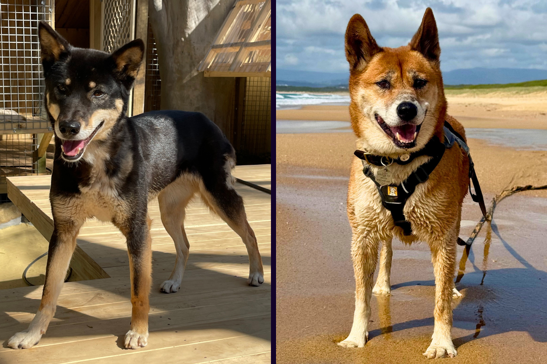 A black dingo in NSW in a wooden enclosure and an alpine dingo on the beach wearing a harness.
