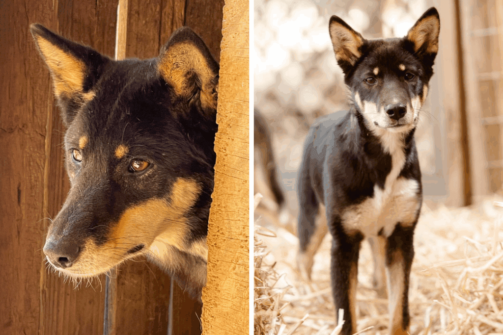 Phoenix, a black dingo in NSW stands in an enclosure.