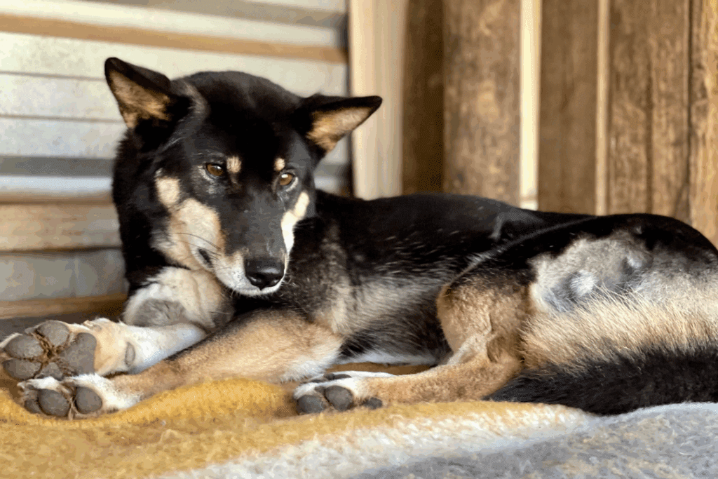 Phoenix, a black rescue dingo in NSW relaxes in her enclosure.