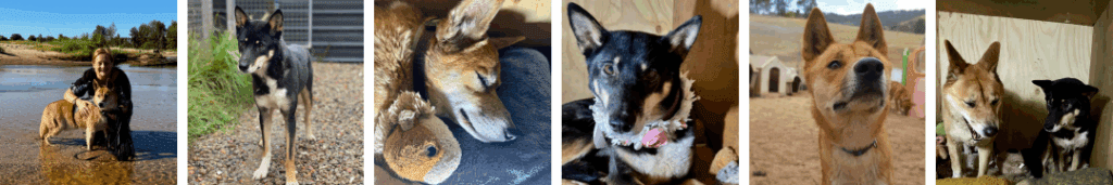 Rescue dingoes in NSW: a black dingo and an alpine dingo with their guardian, Lisa.