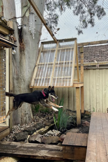 A happy black dingo, Phoenix, leaps in a dingo enclosure.