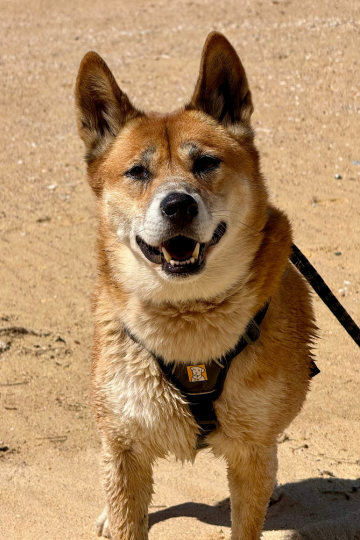 Noah the rescue dingo enjoying his walk in NSW.