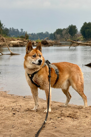 Noah the rescue dingo wearing his harness.