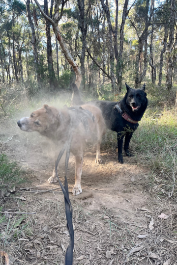 Noah the rescue dingo shakes off with Pippa.