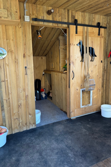A rescue dingo enclosure in NSW - Phoenix and Noah. The enclosure is made of wood, with a human sized sliding door.
