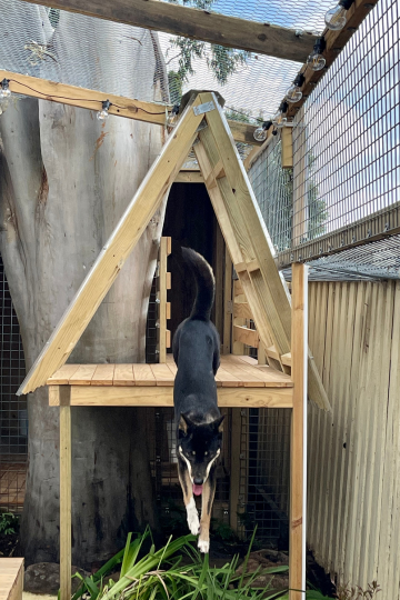 Phoenix the black rescue dingo jumping down from her enclosure.