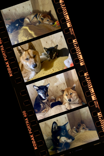 Two rescue dingoes in NSW, Phoenix and Noah, in their enclosure.