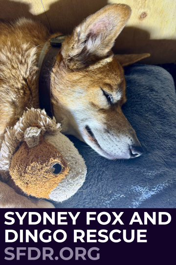 Noah the rescue dingo sleeps with his plushie. Adopt from Sydney Fox and Dingo Rescue. sfdr.org