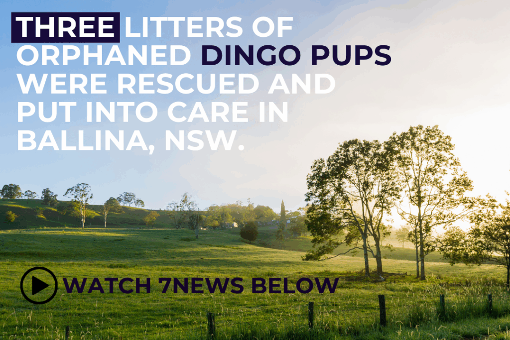 Green field and trees in Northern Rivers NSW. Text: Three litters of orphaned dingo pups were rescued and put into care at Ballina, NSW. Watch 7News below.