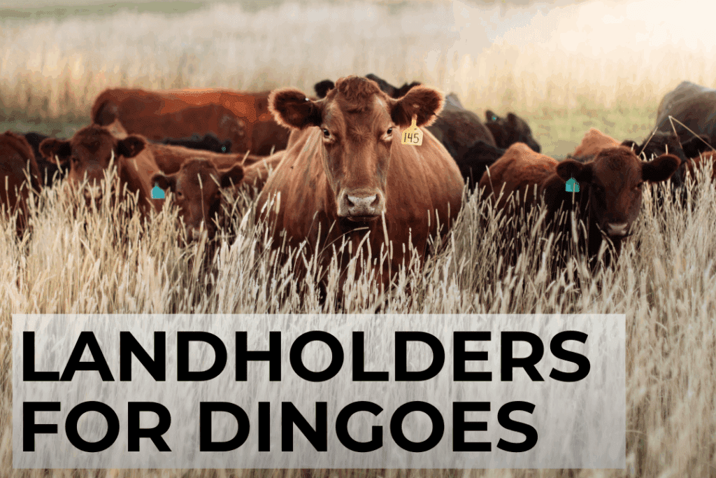 Cattle in a field of long grass. Text: Landholders for Dingoes
