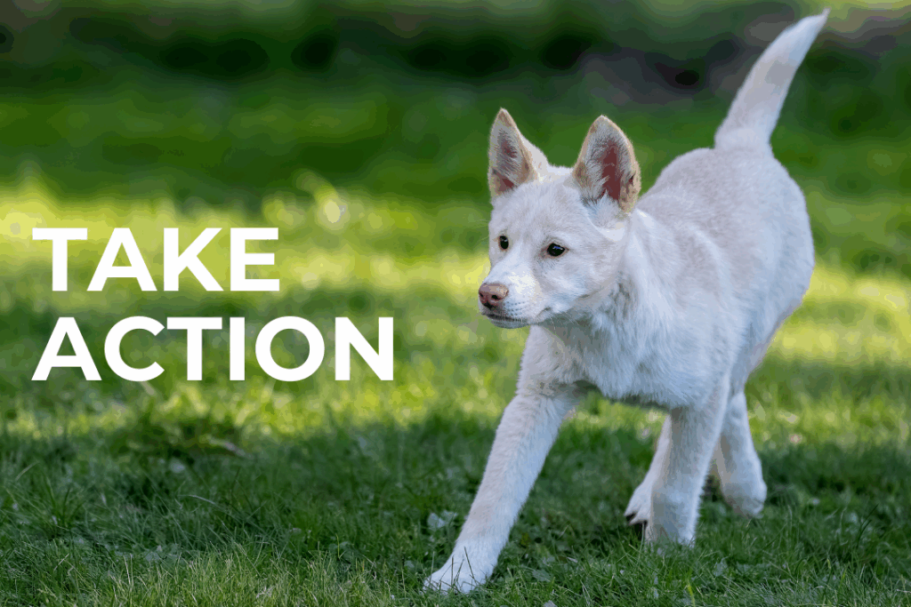 Dingo pup playing on grass. Text: Take action.